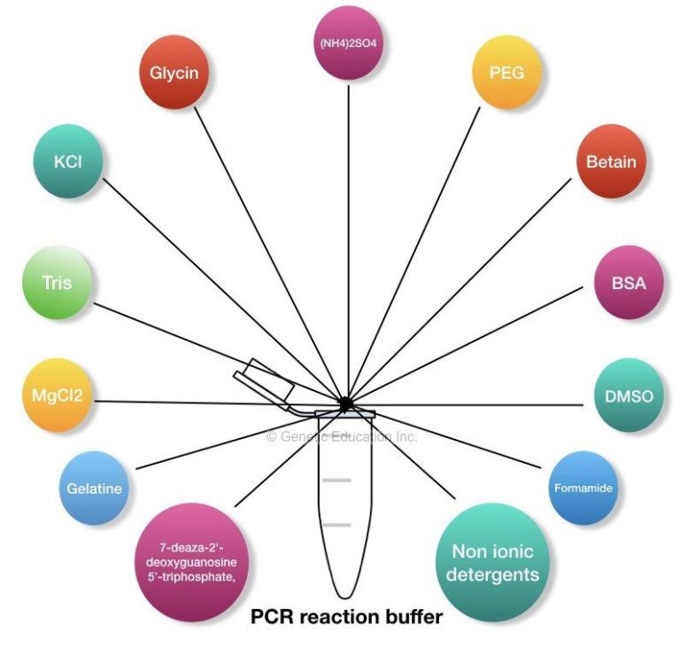 Composition of PCR Buffer